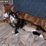 Abdullah Schulist Profile Picture