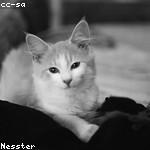 Joannie Walsh Profile Picture