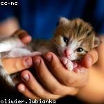 Amos Hermiston Profile Picture